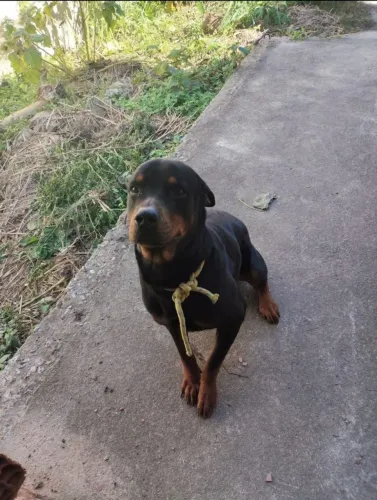 Doação de Rottweiler