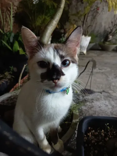 Doação de Gatinha (11 meses)