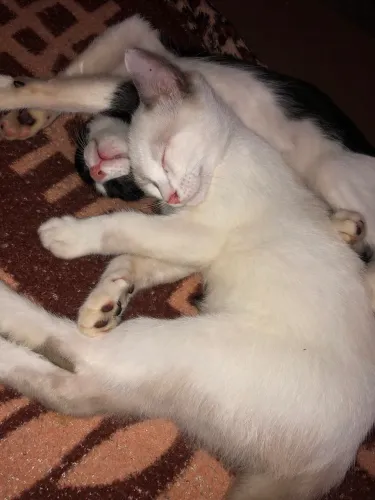 Gatinhos para doação