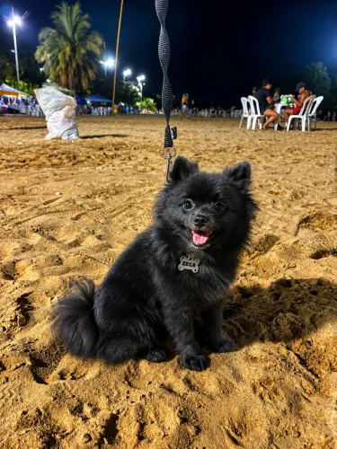 Spitz alemão