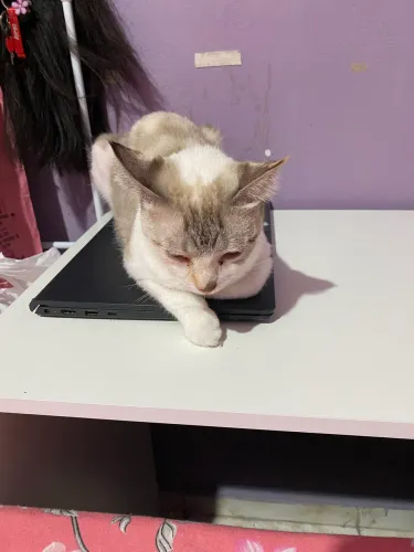 Adoção dupla gatinhas 