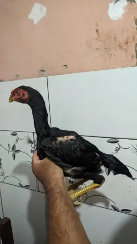 VENDO.