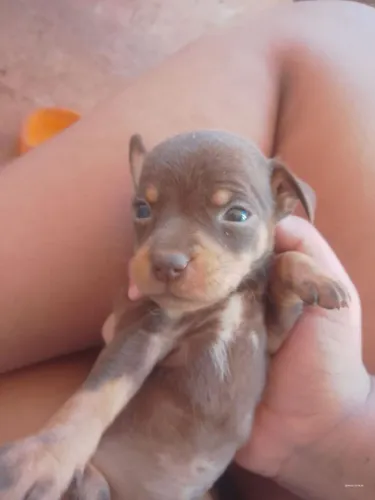 Vendo filhote de pinscher chocolate macho 4/5 meses