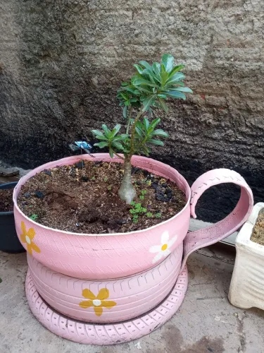 Rosa do deserto em vasos