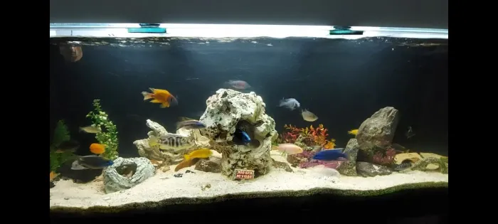Aquário 550 litros com sump