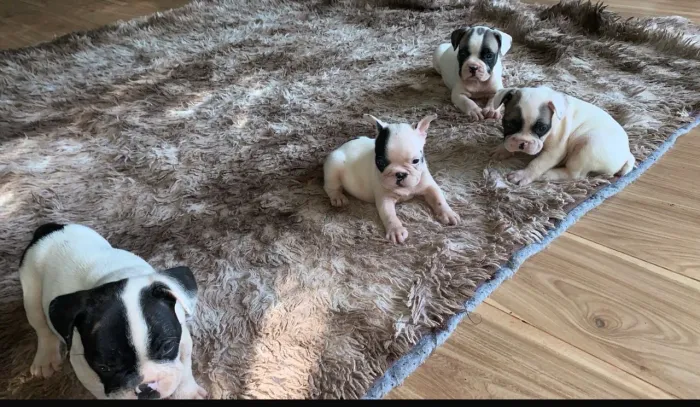 Buldogue francês