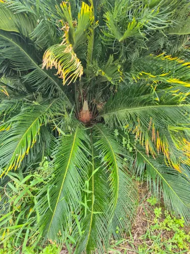 Ramos cuca revoluta