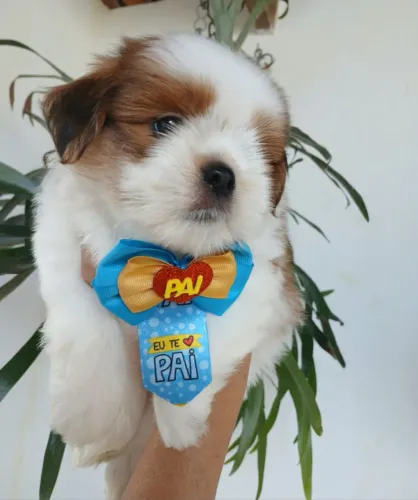 Filhote Lhasa apso MACHO