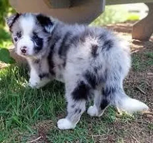 border collie O mestre dos desafios.