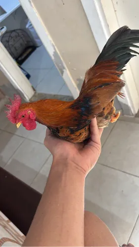 Mini Garnizé (casal)