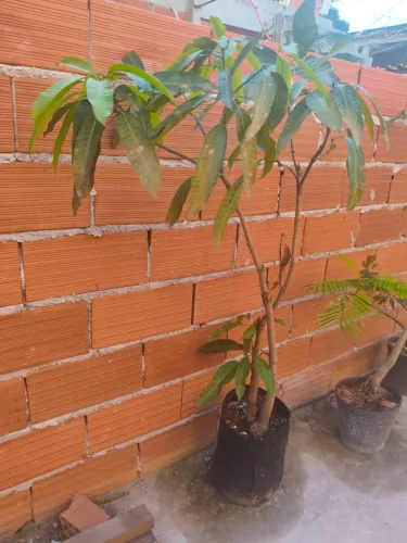 Mangueira Adulta em Vaso Pronta pra Produção em Solo