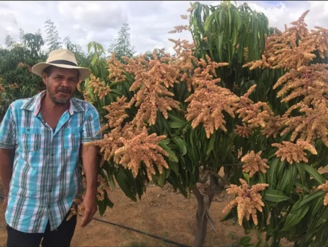 Mudas Mangas - Enxertadas