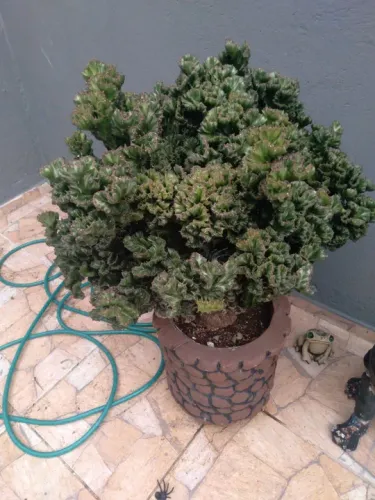 Cacto monstro cristata com 9anos no vaso