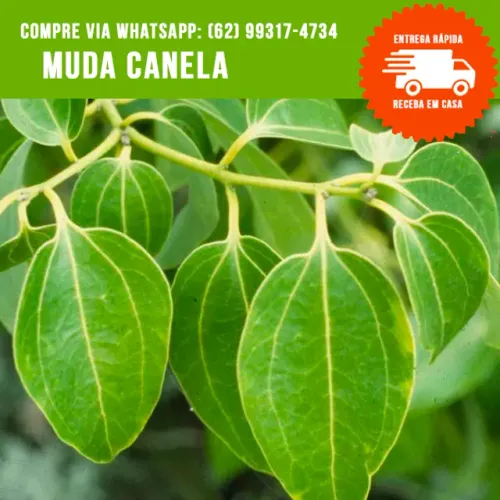 Muda de Canela