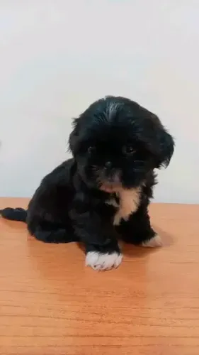Shitzu 