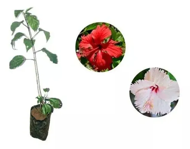 Mudas De Hibisco Varias Cores