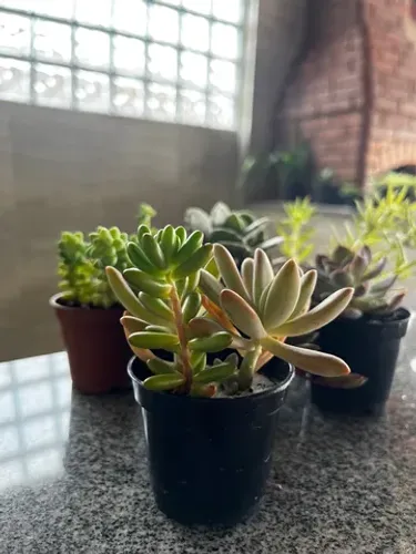 Suculentas