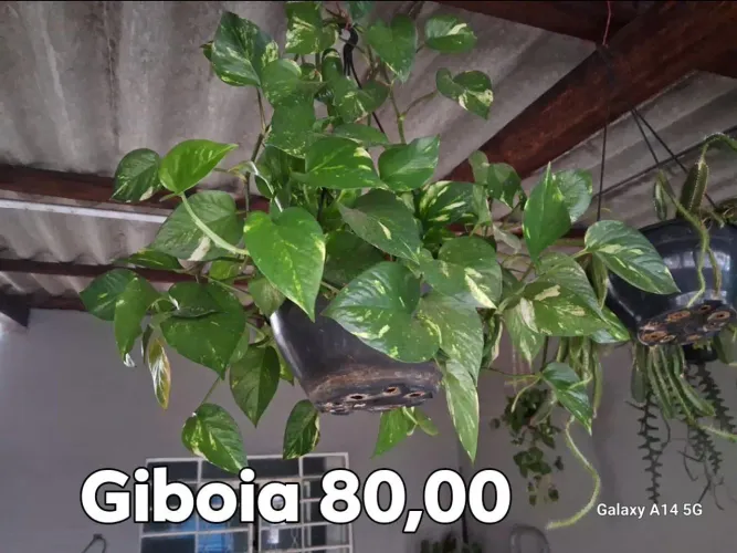 Plantas traz Vida