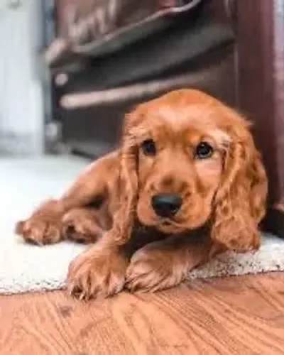  Cocker Spaniel Inglês Venha ser feliz você também 