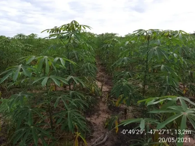 fazenda 130 hectares pronta em igarape açu Pará R$ 1.400.000,00 