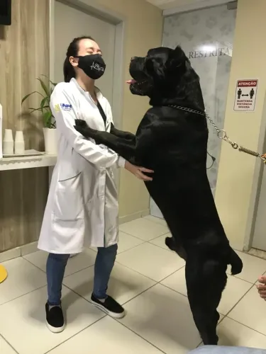 Filhote de cane corso