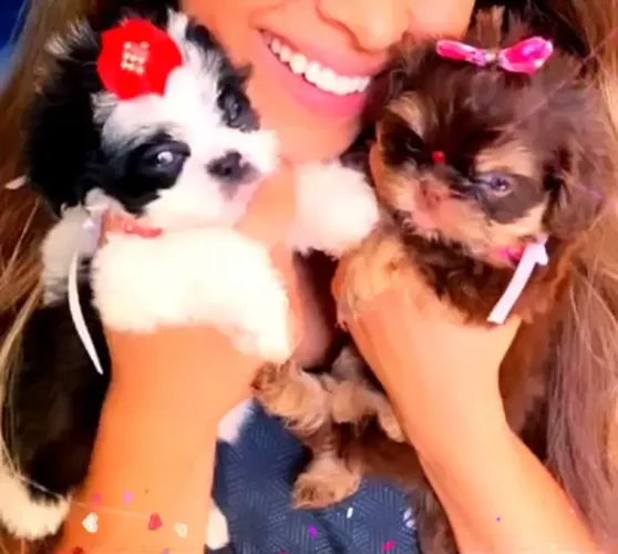 Lindos Shih-Tzus Mini - O Melhor Para Sua Família! 