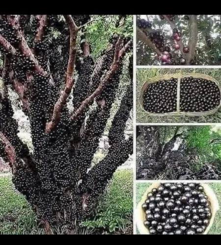 Mudas de Jabuticabeira - Frutos deliciosos e abundantes!