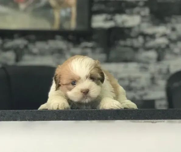 Shih Tzu macho com 55 dias, 1 dose da vacina importada V10 e suporte Vet.- Dani
