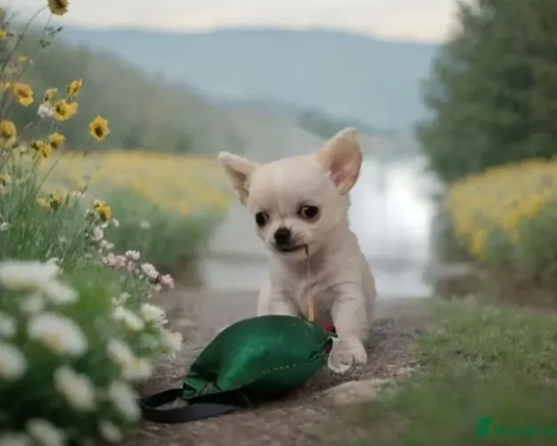 Chihuahua Filhote pequenino, cor tricolor.