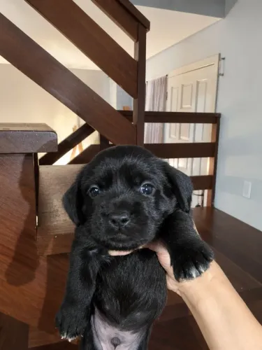 ? VENDO! este Perfeito Filhote macho da Raça Dashund (Salsicha)