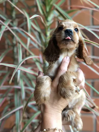 Cocker Spaniel Inglês Filhotes