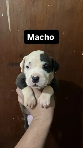 Filhotes de pitbull
