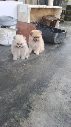 Filhote de Spitz Alemão Lulu da Pomerânea