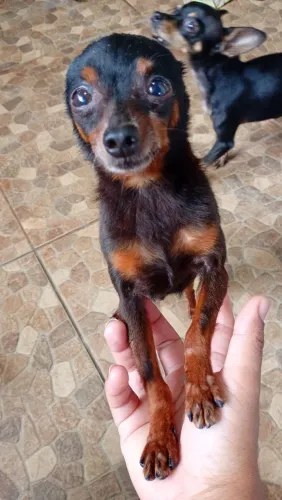 Pinscher 0 macho pra doação