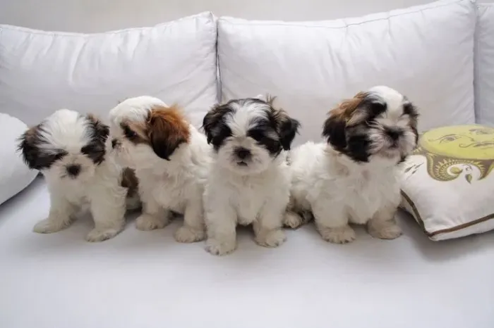 Linda menina lhasa apso