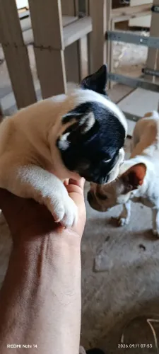 Vendo filhote de cachorro Buldog francês