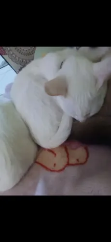 DOAÇÃO DE GATO MACHO, CASTRADO