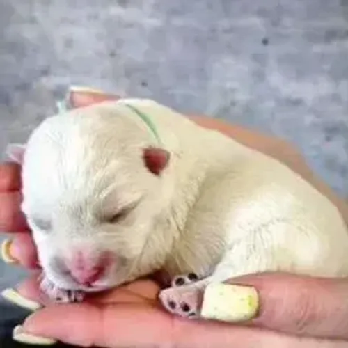 West Terrier Filhote Branco Muito Fofo