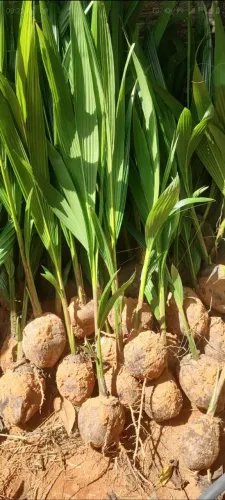 Mudas de coco Anão legítimo