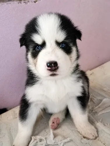 Cachorro Husky