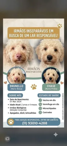 Poodles machos castrados 