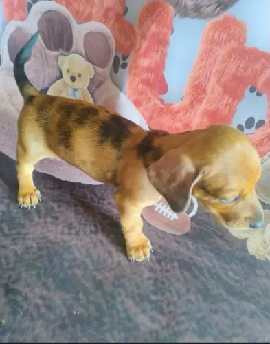 Machinho Basset teckel anão Arlequim!