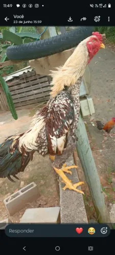 Galo Índio