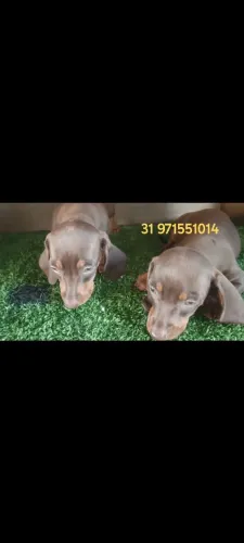 Filhotes de Dachshund disponíveis! Beleza, carinho e muita personalidade em um só pet.