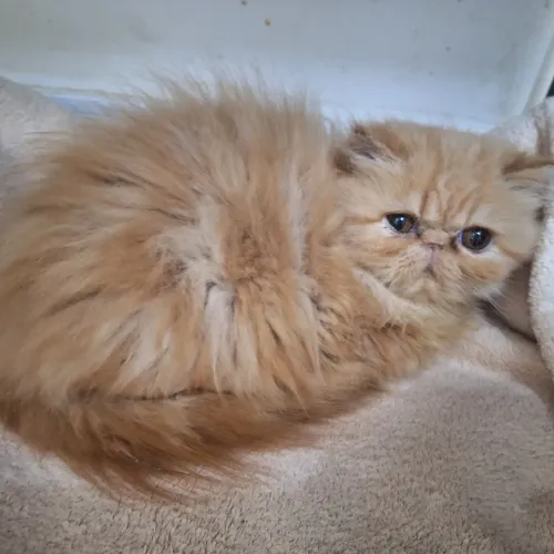 Gato persa filhote pedigree 