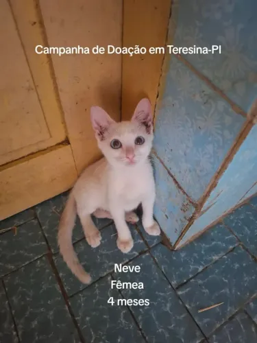 DOAÇÃO DE GATOS