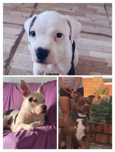 Filhote de Pit Bull monstro com American Bully Dolly brincalhona