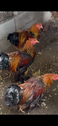 Galo Brahma 