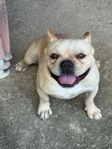 Buldogue Francês Macho