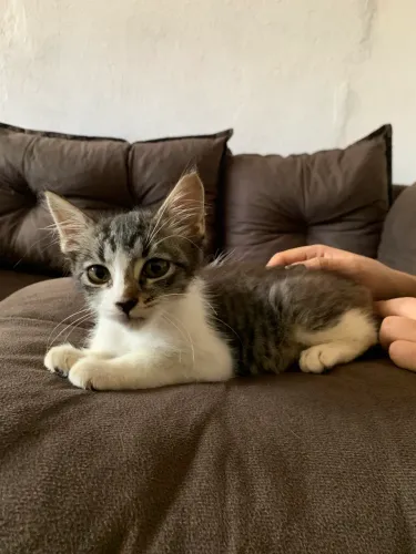 Gatinha